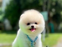Ayı Surat Pomeranian Yavrular