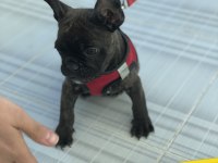 4 aylık erkek french bulldog