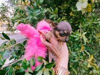 CHIHUAHUA 0 3 AYLIK