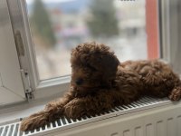 Toy poodle köpeğimiz
