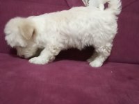 Dişi A kalite Maltipoo