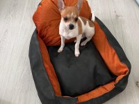 5 aylık chihuahua