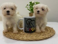 Muhteşem Teacup Maltese Bebekler