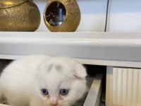 British shorthair ve scottish yavrularımız