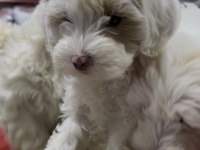 Maltipoo yavrularımız