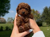 IRK GARANTİLİ KOYU RENK TOY POODLE YAVRULARI