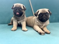 ERKEK PUG YAVRULARIMIZ KALİTE ASLA TESADÜF DEĞİLDİR