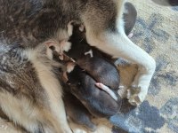 Has husky yavrusu yer afyon iscehisar