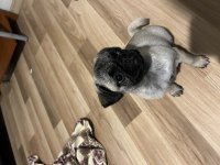 Pug yavrumuz yeni ev arıyor