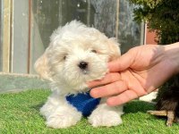 BAL TADINDA MALTESE TERRİER YAVRULARI