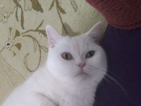Baba adayı arıyorum british shorthair