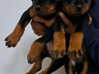 Koca kafa Macar Rottweiler
