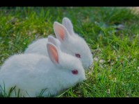 Albino renk cüce tavşan 2 buçuk aylık minkler