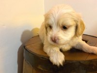 A Kalite maltipoo bebeklerimiz