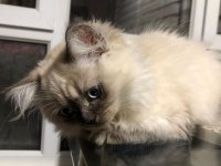 British longhair yeni yuva arıyoruz