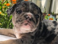 Ankara exotic french bulldog