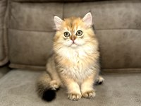 British longhair full şecereli babanın yavruları