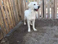 Orjinal Safkan White Golden Retriever