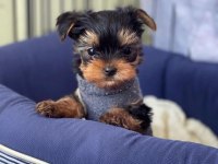 Teacup Ev Ortamından Yavru Köpekler