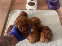 Efsane poodle yavrularımız