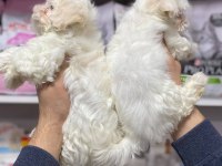 HİPOALERJENİK TÜY DÖKMEYEN TEACUP KORE MALTESE TERRİER