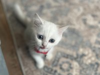 british shorthair silver point 70 günlük