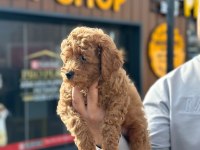 Ankaranın gözde maltipoo bebekleri