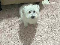 Enerjik Çok Tatlı Terrier Maltese