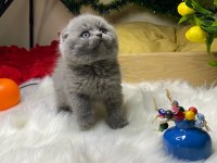 A kalite scottish fold bebek