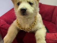 TESLİME HAZIR HUSKY BEBEKLER