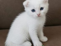 Scottish fold ve scottish longhair yavrular