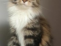 Full şecereli dişi maine coon şampiyon torunu