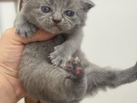 3 minik yavru british shorthair