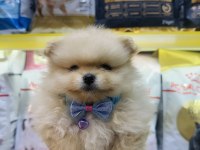 Saf kan pomeranian boo yavrularımız