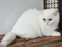 British shorthair ny 1233 dişi kedimiz