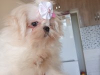 Anne baba orijinal Kore kan şecereli Maltese bebekler