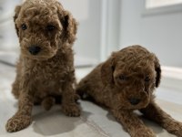Toy poodle bebekler