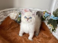 ORİJİNAL IRK BRİTİSH BS2133 BEBEĞİMİZ
