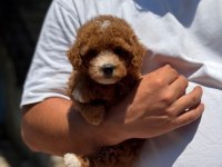 SAĞLIK VE IRK GARANTİLİ MALTİPOO