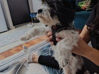 Maltese terrier erkek