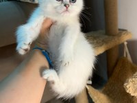 British shorthair silver ns1133