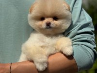 Pomeranian Boo Yavrularımız