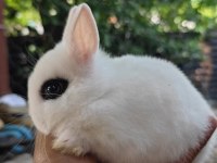 Orjinal Hollanda Cüce Tavşan