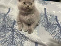 British shorthair blue point ve gri bebeklerimiz