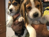 Beagle yavruları