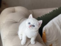 Beyaz Mavi Göz British Shorthair Yavrum