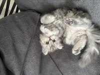 Tatlı british longhair bebeğimiz