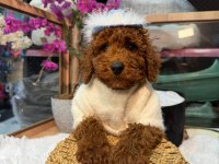 Toy poodle garantili bebekler
