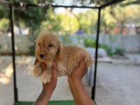 MALTİPOO GÜZELLİKLER MAMA KARŞILIĞINDA VERİLECEKTİR