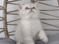SAFKAN MÜKEMMEL KALİTE MAVİŞ GÖZLÜ BEBEK KEDİLER
